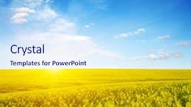  Presentation with rapeseed - Presentation theme having golden field of flowering rapeseed background and a sky blue colored foreground