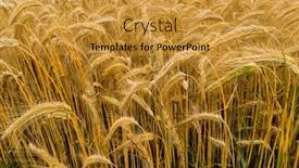 Presentation with ready - Amazing presentation having golden-field-of-grain-ready backdrop and a gold colored foreground