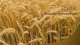  Presentation with ready - Presentation theme consisting of golden-field-of-grain-ready background and a yellow colored foreground