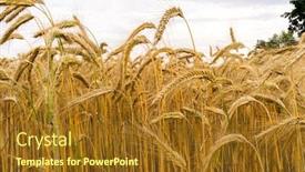  Presentation with red gold green field - Presentation theme having golden-field-of-grain-ready background and a tawny brown colored foreground