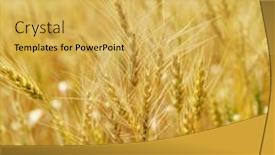  Presentation with harvest - Amazing PPT layouts having golden-field-of-wheat-ready backdrop and a yellow colored foreground