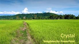  Presentation with sabah - Slides having golden field of young paddy background and a tawny brown colored foreground