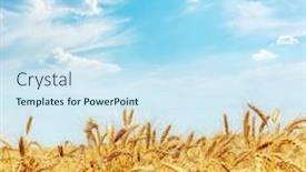  Presentation with harvest - Presentation design featuring golden-field-with-harvest background and a sky blue colored foreground