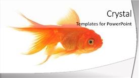  Presentation with goldfish - Amazing presentation theme having golden fish - beautiful graceful goldfish swimming backdrop and a white colored foreground