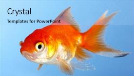  Presentation with goldfish - Audience pleasing PPT layouts consisting of golden fish - goldfish closeup in water backdrop and a  colored foreground