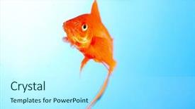  Presentation with goldfish - Beautiful PPT theme featuring golden fish - goldfish closeup in water backdrop and a  colored foreground