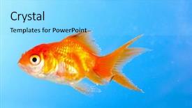  Presentation with goldfish - Presentation theme consisting of golden fish - goldfish closeup in water background and a light blue colored foreground