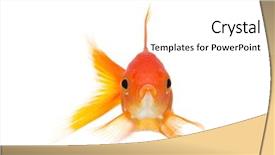  Presentation with goldfish - Amazing theme having golden fish - goldfish front view close up backdrop and a white colored foreground