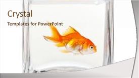  Presentation with goldfish - Colorful slides enhanced with golden fish - goldfish in aquarium isolated backdrop and a sky blue colored foreground