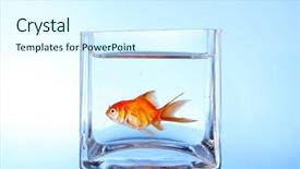  Presentation with fish aquarium - Theme consisting of golden fish - goldfish in aquarium on blue background and a cool aqua colored foreground