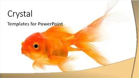  Presentation with goldfish - Audience pleasing slides consisting of golden fish - goldfish isolated on white background backdrop and a white colored foreground