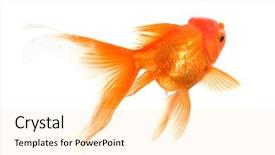  Presentation with goldfish - Presentation with golden fish - goldfish isolated on white background background and a lemonade colored foreground