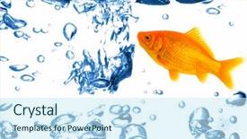  Presentation with fresh water - Audience pleasing presentation theme consisting of golden fish - small goldfish in fresh blue backdrop and a  colored foreground