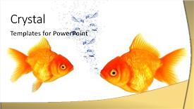  Presentation with pebble under ripple water - Slides enhanced with golden fish breathing under water background and a white colored foreground