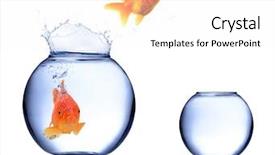  Presentation with fish aquarium - Slide deck with golden fish carassius auratus jumping background and a white colored foreground