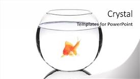  Presentation with mythology gold fish - Colorful presentation design enhanced with golden fish in a bowl backdrop and a white colored foreground