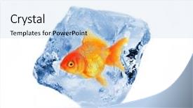  Presentation with cube - Beautiful PPT theme featuring golden fish in ice cube backdrop and a  colored foreground