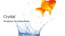  Presentation with water tank - PPT layouts enhanced with golden fish jumping from water background and a white colored foreground