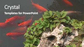  Presentation with freshly caught anchovy fishes engroulis - Beautiful slide set featuring golden fishes in pond backdrop and a  colored foreground