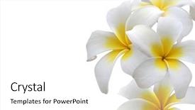  Presentation with plumeria - Presentation design having golden flower - frangipani plumeria background and a white colored foreground