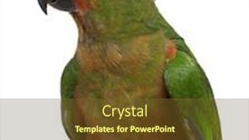  Presentation with golden - PPT theme having golden-fronted-conure-aratinga-auricapilla background and a tawny brown colored foreground