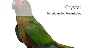  Presentation with golden - Audience pleasing PPT theme consisting of golden-fronted-conure-aratinga-auricapilla backdrop and a white colored foreground