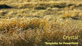  Presentation with mongolian - Cool new presentation design with golden-grass-in-the-mongolian backdrop and a tawny brown colored foreground