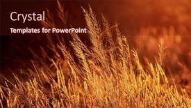  Presentation with golden light - 