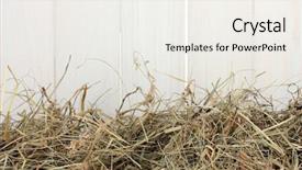  Presentation with barn - Amazing slide set having golden hay against the white barn close-up backdrop and a white colored foreground