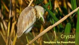 Presentation with golden - Theme with golden-heron-in-natural-habitat background and a  colored foreground