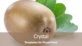  Presentation with gooseberry - Audience pleasing slide set consisting of golden kiwi fruit or chinese backdrop and a coral colored foreground