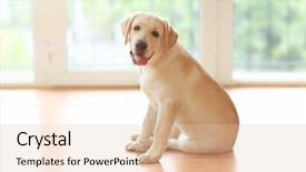  Presentation with golden - Presentation theme having golden labrador dog in room background and a lemonade colored foreground