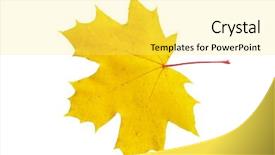  Presentation with maple leaf - Amazing slide set having golden leafe - autumn maple leaf backdrop and a  colored foreground