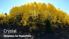  Presentation with blue sky - Slides enhanced with golden-leaves-on-aspen-trees background and a wine colored foreground