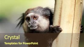  Presentation with golden lion tamarin - Beautiful PPT layouts featuring golden lion tamarin - animal theme black-tufted marmoset close-up backdrop and a tawny brown colored foreground