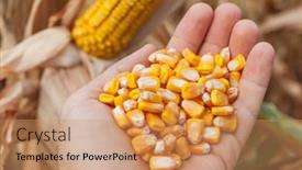  Presentation with maize - Theme enhanced with golden-maize-grain-in-hand background and a coral colored foreground
