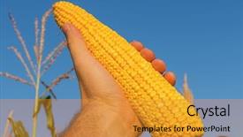  Presentation with maize - Presentation having golden maize in farmers hand background and a gold colored foreground