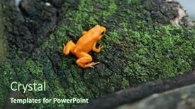  Presentation with animal - Cool new slides with golden-mantella-mantella-aurantiaca-wild backdrop and a tawny brown colored foreground