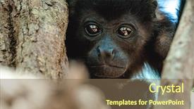  Presentation with baby tree - PPT theme having golden mantled howler monkey background and a violet colored foreground