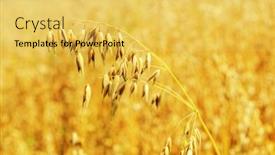  Presentation with oat - Slides with golden oat on field soft focus background and a yellow colored foreground