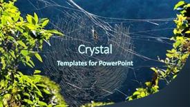  Presentation with spider web - Cool new presentation theme with golden orb weaver spider backdrop and a ocean colored foreground