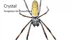  Presentation with spider web - Amazing slides having golden orb-web spider nephila backdrop and a white colored foreground