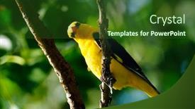  Presentation with golden - Amazing theme having golden oriole in natural habitat backdrop and a forest green colored foreground