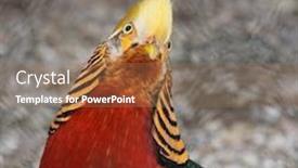  Presentation with black and gold and white - Beautiful presentation featuring golden pheasant-chrysolophus pictus isolated on a white background backdrop and a coral colored foreground