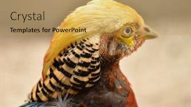  Presentation with golden - Presentation theme enhanced with golden-pheasant-chrysolophus-pictus background and a yellow colored foreground