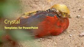  Presentation with golden - Colorful slides enhanced with golden-pheasant-chrysolophus-pictus backdrop and a tawny brown colored foreground