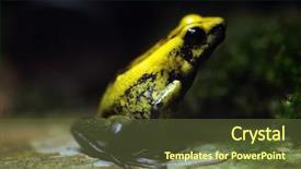  Presentation with poison - Beautiful slide set featuring golden poison frog phyllobates terribilis also known as the golden dart frog wildlife animal backdrop and a tawny brown colored foreground