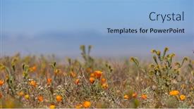  Presentation with poppy - Presentation theme consisting of golden-poppy-flowers-at-antelope background and a light blue colored foreground