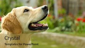  Presentation with grass texture on green - Slide deck featuring golden retriever - adorable labrador sitting on green background and a gold colored foreground