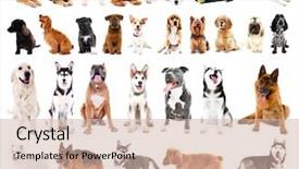  Presentation with dogs - Amazing PPT layouts having golden retriever - group of cute dogs isolated backdrop and a soft green colored foreground
